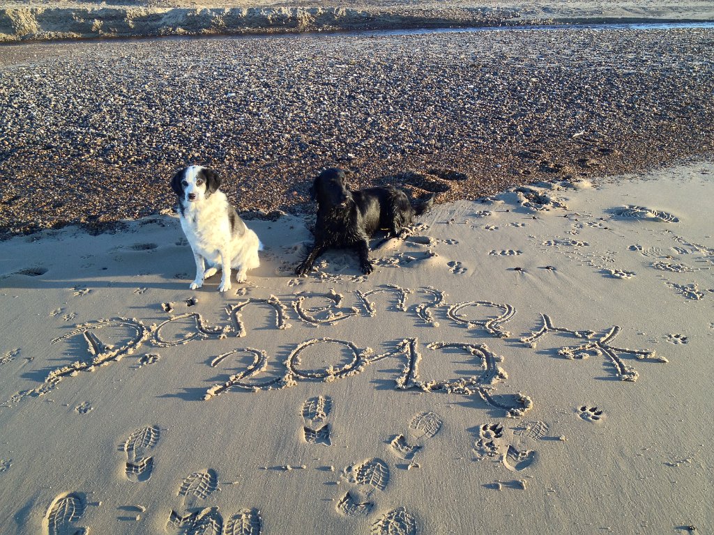 Hunde in Dänemark